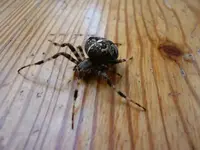 P1020133.webp