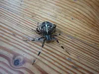 P1020134.webp