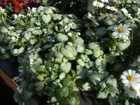 SAM_1686.webp