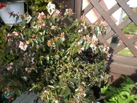 SAM_1687.webp
