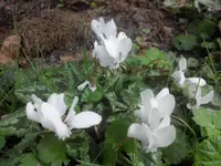 SAM_2214.webp