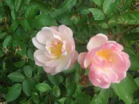 SAM_2213.webp