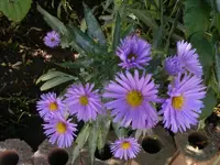 Herbstaster 3.10.2013.webp