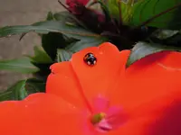 Marienkäfer2.webp