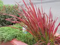 009.webp