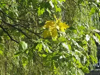 109.webp