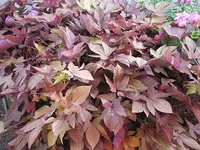 089.webp