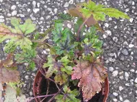 tiarella iron butterfly_1024x768.webp