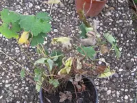 geranium terre france_1024x768.JPG