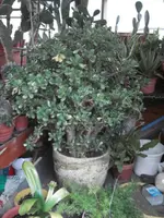 DSC00744.webp