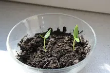 Paprika California Wonder 01.10.13.webp