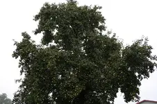 Birnenbaum 02.10.13 (2).webp