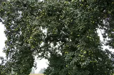 Birnenbaum 02.10.13 (1).webp