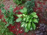 05 Rosabelverde.webp