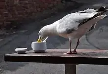 07 Kraeuterfreund.webp