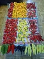 12 Schneckentempo.webp