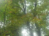 SAM_2232.webp
