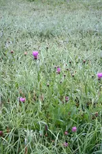 Ackerflockenblumen 02.10.13.webp