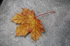 Ahornblatt 02.10.13.webp