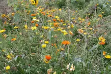 Ringelblumen 02.10.13.webp
