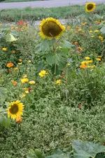 Sonnenblumenfeld 02.10.13 (1).webp
