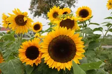 Sonnenblumenfeld 02.10.13 (2).webp