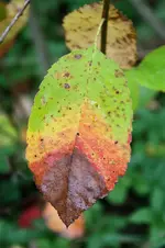 Spaziergang 02.10.13 (2).webp