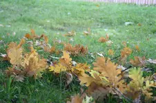 Wiese 02.10.13.webp