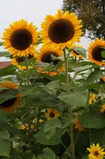 Sonnenblumenfeld 02.10.13 (3).webp