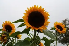 Sonnenblumenfeld 02.10.13 (5).webp