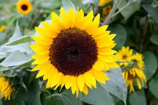 Sonnenblumenfeld 02.10.13 (4).webp