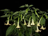 DSCN8319.webp