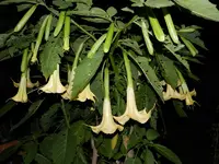 DSCN8320.webp
