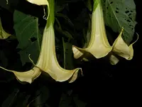 DSCN8337.webp