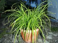 Katzengras1.webp