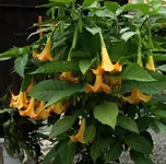 Engels orange.webp