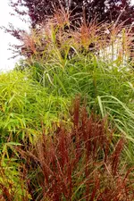 2013_1004Herbst0008 chinaschilf.webp
