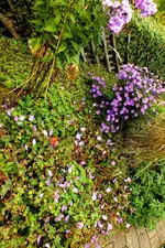 2013_1004Herbst0010 azure fush aster phlox.webp