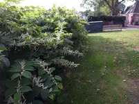 R0011299.webp