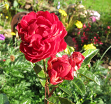 mordsag oktober13.webp