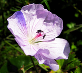 geranium  lilac ice.webp
