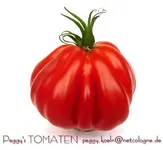Peggy's Tomaten 2012.webp