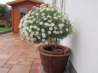 IMG_0321.webp