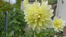 P1100171.webp
