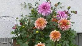 P1100180.webp