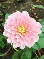 image.webp