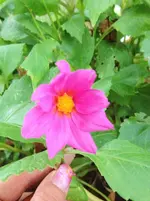 image.webp