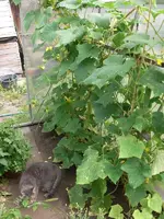 CIMG7015.webp