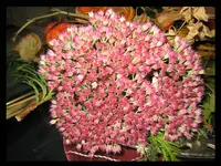 Herbstensemble '13 Fette Henne-Sedum spectabile IMG_9850.webp