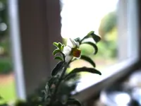 P1110958.webp